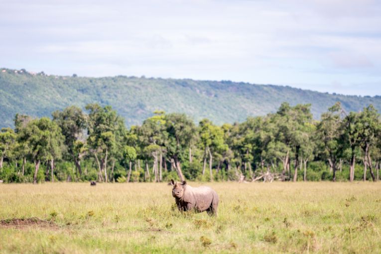 Rhino Masai Mara 