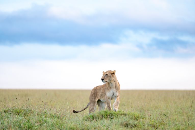 Yaya lioness Masai Mara