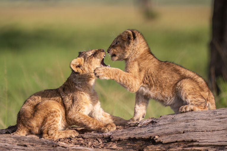 Marsh Pride lion cubs Kenya Masai Mara