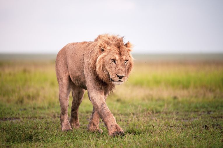 Oleku male lion masai mara
