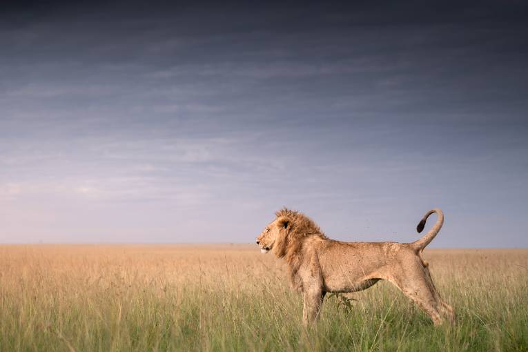 Oleku Marsh Pride lion Kenya