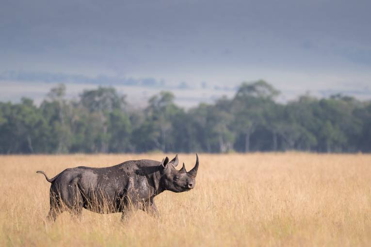 Black rhino Masai Mara