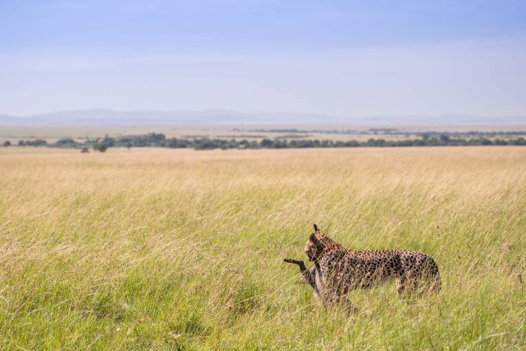 Oloti cheetah Masai Mara 