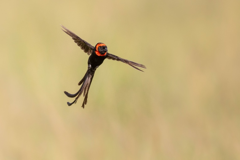 Red-collared widowbird