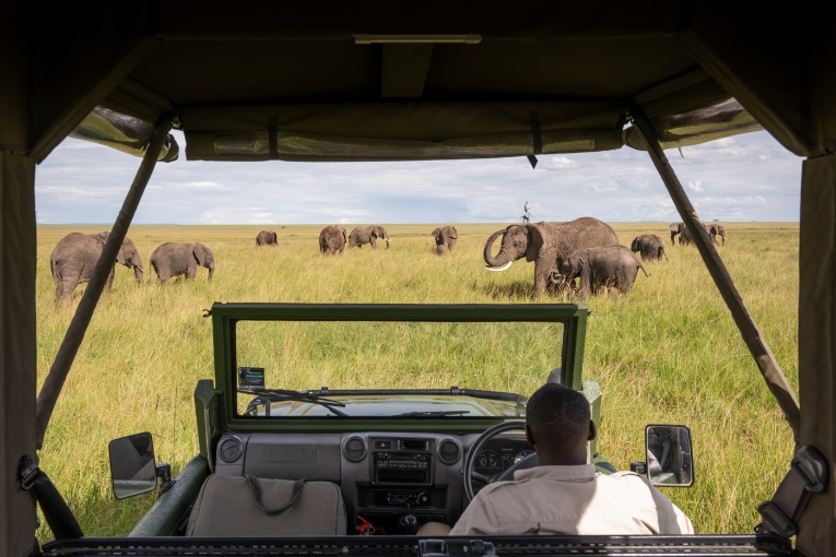 Elephants Masai Mara Kenya