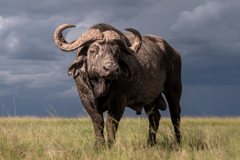 Buffalo Masai Mara Kenya