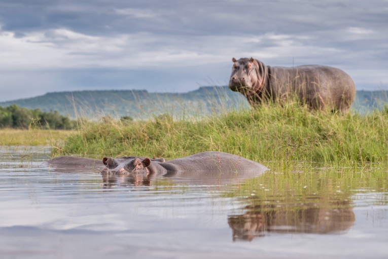 Hippo Masai Mara Kenya