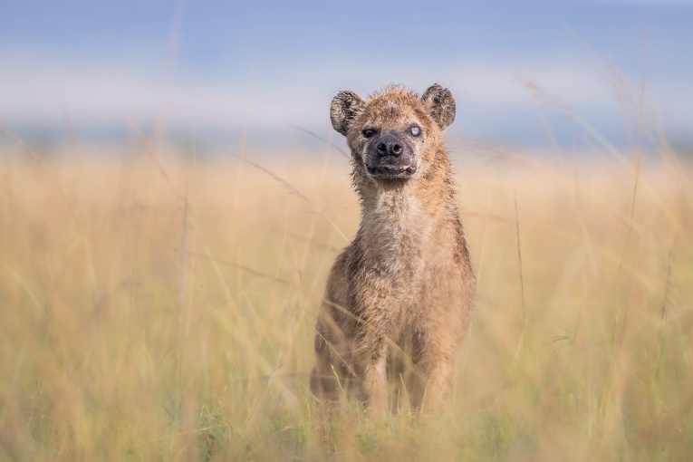 Hyena Masai Mara Kenya