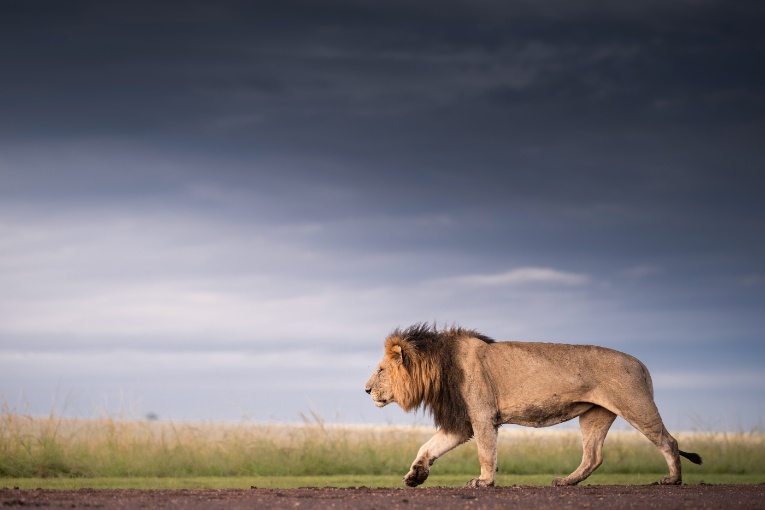 Koshoke male lion Bila Shaka males Kenya