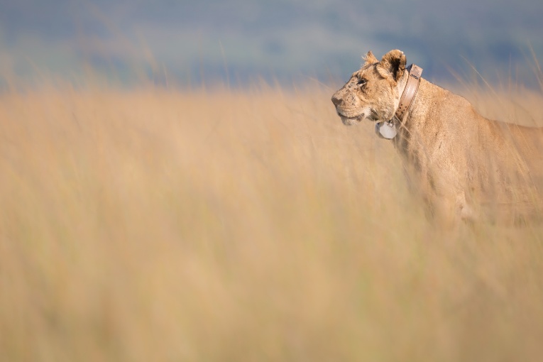 Kito lioness Marsh Pride Masai Mara Kenya